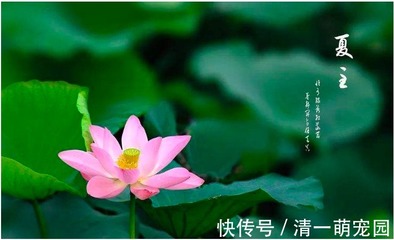 什么叫夏至三庚入伏(夏至三庚数伏是什么意思)